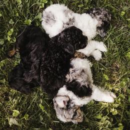 Aussiedoodle Puppies from Olive Tree Mini Aussiedoodles
