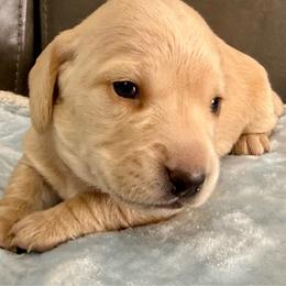 Purple collar - Cream male Dachshund puppy in Orlando, Florida from Weiner Wunderland of Central Florida