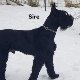 Vlad - Giant Schnauzer