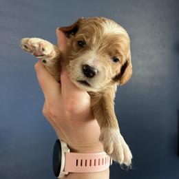 Red - Parti male Goldendoodle puppy in Casper, Wyoming from 307 Doodles