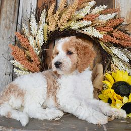 Female 3-Teal collar - Parti female Goldendoodle puppy in Macedon, New York from Toodles Goldendoodles