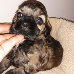 Cocker Spaniel Puppies from Doc's Cockers