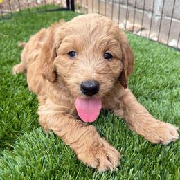 Girl 1 - Apricot female Goldendoodle puppy in Las Vegas, Nevada from Puppies of the West