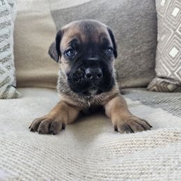 Fawn red female - Fawn female Cane Corso puppy in Jacksonville, North Carolina from Coliseum de Cassiope
