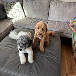 Aussiedoodle puppies from LuckyDoodles