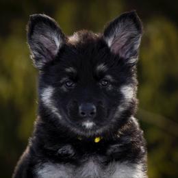 Yellow - Black and tan female Shiloh Shepherd puppy in Jackson Township, New Jersey from Divine Shilohs