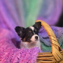 Max - White black and tan male Papillon puppy in Myakka City, Florida from LaRae's Papillons
