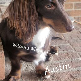 Austin - Dachshund
