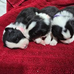 Bonnie - Black and white female Border Collie puppy in Live Oak, Florida from K&R RANCH KENNELS