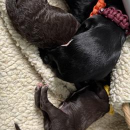 Portuguese Water Dog puppies from Red River Kennels