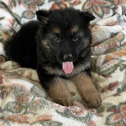 Gerry - Black and red male German Shepherd puppy in Whitewater, California from Vom Haus Metzler Shepherds