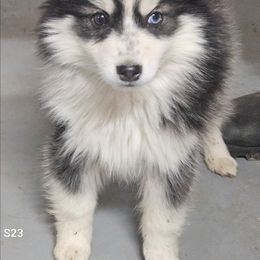 Agouti - Wolf sable male Pomsky puppy in Stover, Missouri from Lx2 County Line Pomskis