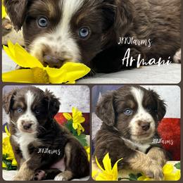 2 Armani, RTM - Red tri-color male Miniature American Shepherd puppy in Huntington, Texas from JKKJ Farms, LLC