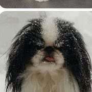 Japanese Chin and Pomeranian Puppies from Wyndgate Japanese Chin