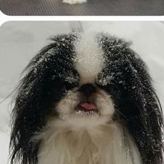 Japanese Chin and Pomeranian Puppies from Wyndgate Japanese Chin