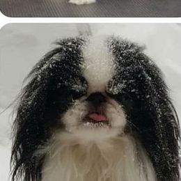 Japanese Chin and Pomeranian Puppies from Wyndgate Japanese Chin