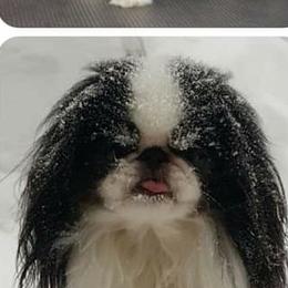 Japanese Chin and Pomeranian Puppies from Wyndgate Japanese Chin