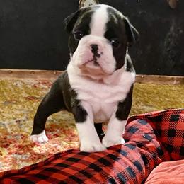 Chuck - Seal brindle and white male Boston Terrier puppy in Chattanooga, Tennessee from Wagtime Boston Terriers