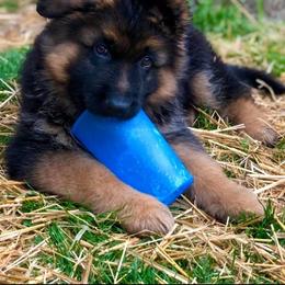 German Shepherd Puppies from Tabor Springs GSD