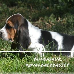Basset Hound Puppies from Royal Baez Basset
