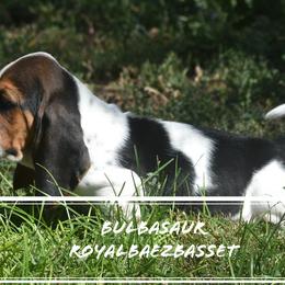 Basset Hound Puppies from Royal Baez Basset