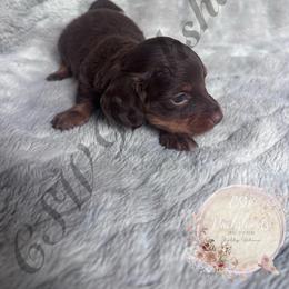 Twix - Chocolate and tan male Dachshund puppy in Lufkin, Texas from CSW Dachshunds