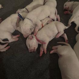 Rumble - White and black female Dalmatian puppy in Mount Vernon, Missouri from Spots & Spirals