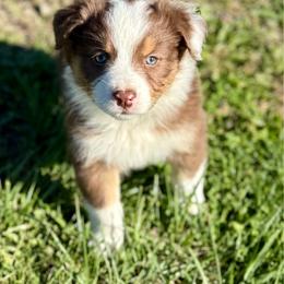 Autumn - Red tri-color female Australian Shepherd puppy in Otis, Oregon from Heritage Hill Aussies
