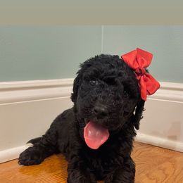 Goldendoodle Puppies from Southern Darling Doodles