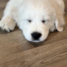 Golden Retriever and Labrador Retriever Puppies from Golden Bundles