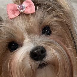 Yorkshire Terriers from Lil Country Gems Yorkies