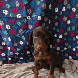 Grey - Red and rust male Doberman Pinscher puppy in Knox, Indiana from Double River Dobermans