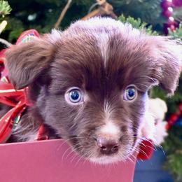 Mr Branson - Red & white male Miniature American Shepherd puppy in Damascus, Oregon from Rebel Soul Minis