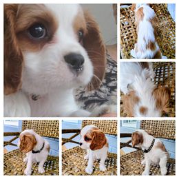 Bentley - Blenheim male Cavalier King Charles Spaniel puppy in Phoenix, Arizona from Royal Desert Cavaliers