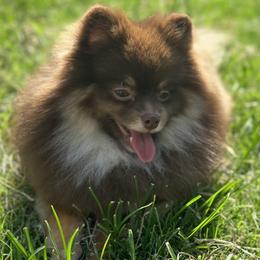 Louie  - Pomeranian