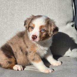 Maple - Red tri female Miniature Australian Shepherd puppy in Harlingen, Texas from GulfCoastKennels