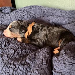 Brown - Black rust and white male Bernese Mountain Dog puppy in North Grove, Indiana from J&F Country Canines