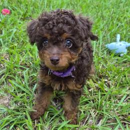 Hazelnut (Hazel) - Red phantom female Aussiedoodle puppy in Haleyville, Alabama from The Cuddly Dood Ranch