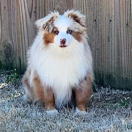 Maverick - Toy Australian Shepherd