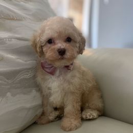 Cody - Cafe au lait male Poodle puppy in Tampa, Florida from Designer Puppy Boutique