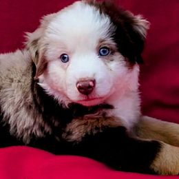 Misfit - Red merle Miniature Australian Shepherd puppy in Shepherd, Texas from GAMALA Farm & Kennels