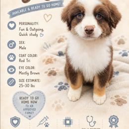 Rory - Red tri-color male Miniature American Shepherd puppy in Shreveport   Bossier, Louisiana from Jem Miniature American Shepherds