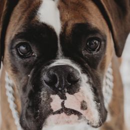 Boxers from Krieger Family Boxers