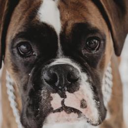 Boxers from Krieger Family Boxers