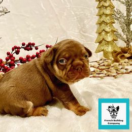 French Bulldog Puppies from The French Bulldog Company LLC