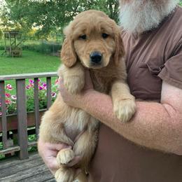Green girl puppy - Golden female Golden Retriever puppy in Wabash, Indiana from Glenhaven Goldens