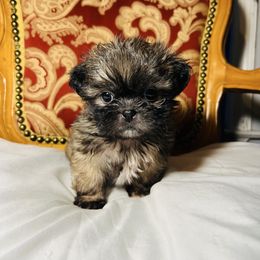 Kindle - Brindle and white male Shih Tzu puppy in Lake City, South Carolina from Precious Lil Tzus