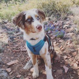 Kona - Australian Shepherd