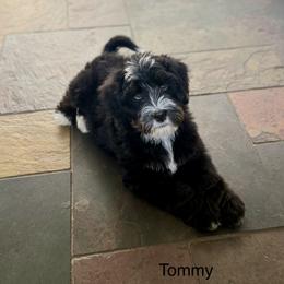 Tommy - Tri-color male Bernedoodle puppy in Royse City, Texas from Platinum Bernedoodles of Texas