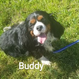 Buddy - Cavalier King Charles Spaniel